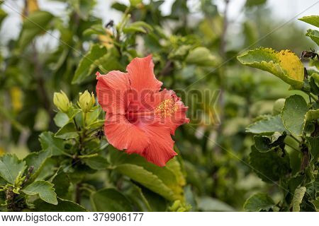 Beautifull Red Flower Blossom On Live Plant With Green Leaves. Red Camellia Theaceae Bloom With Repr