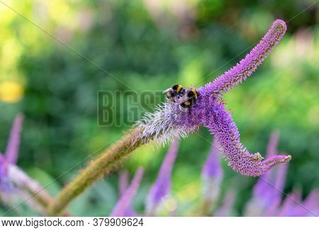 Two Bees Collecting Pollen On A Purple Veronicastrum Verginicum Flower.