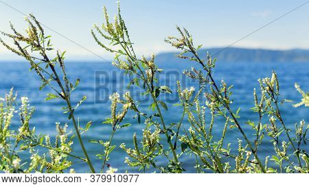 White Flowers Of Melilotus Albus On The Lake Shore.