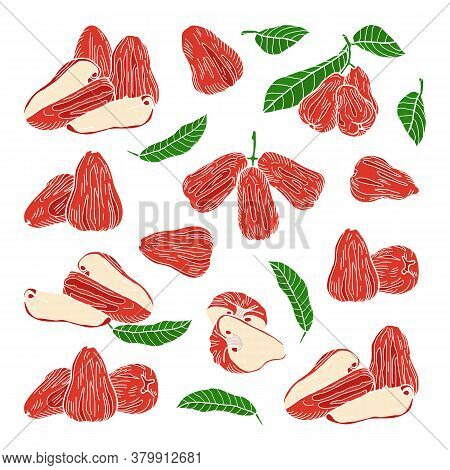 A Set Of Chompu Fruits (rose Apple, Malabar Plum): Whole, Cut, Slices, Leaves. Hand-drawn Vector Ill