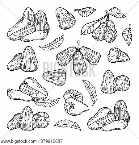 A Set Of Chompu Fruits (rose Apple, Malabar Plum): Whole, Cut, Slices, Leaves. Hand-drawn Vector Ill