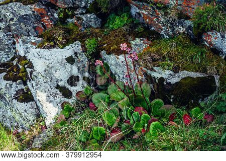 Beautiful Pink Flowers Of Bergenia Crassifolia Among Lush Greenery Close-up. Colorful Rich Mountain 
