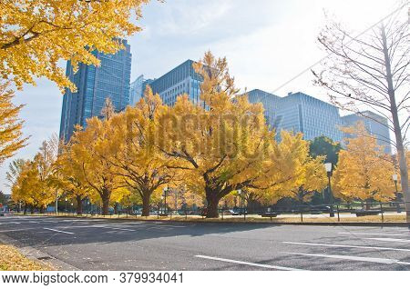 Golden Leaves Foliage Gingko Maidenhair Trees In Front Of High-rise Corporate Office Buildings In La