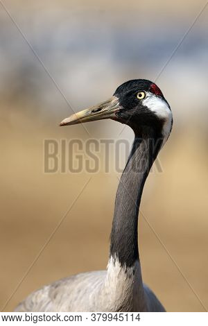 The Common Crane (grus Grus), Also Known As The Eurasian Crane, Portait. Portrait Of A Crane With A 