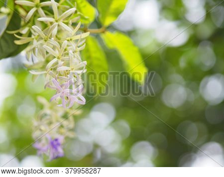 Violet Flower Sandpaper Vine Purple Wreath Bunch Purple Bouquet Of Five Petals Like A Five Pointed P