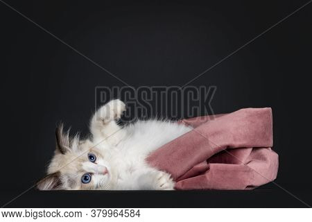 Impressive Seal Bicolor Ragdoll Cat Kitten, Laying Down Half Out Of Pink Velvet Bag. Looking At Came