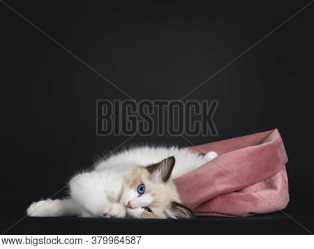 Impressive Seal Bicolor Ragdoll Cat Kitten, Laying Down Half Out Of Pink Velvet Bag. Looking At Came