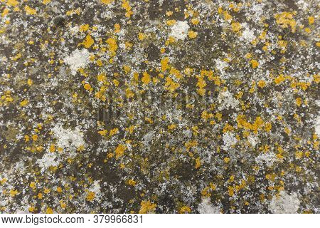 Colorful Lichen Covering On Surface Of Granite Stone