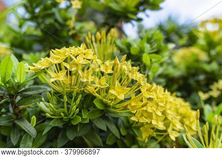 Bunches Beautiful Yellow Petite Petals Ixora Hybrid Know As West Indian Jasmine Or Jungle Flame, Blo