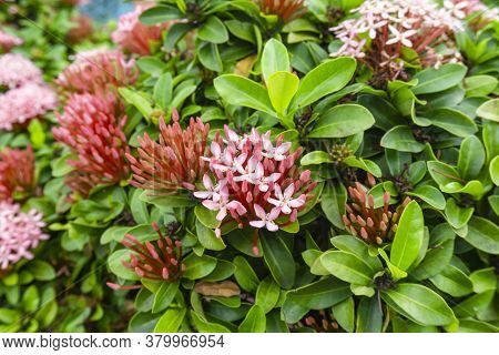 Bunches Of Petite Pink Petals Ixora Hybrid Blossom On Green Leaf, Know As West Indian Jasmine Or Jun