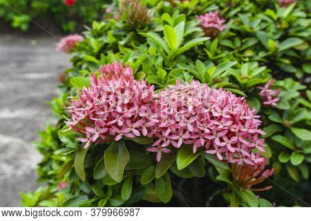 Bunches Of Petite Pink Petals Ixora Hybrid Blossom On Green Leaf, Know As West Indian Jasmine Or Jun