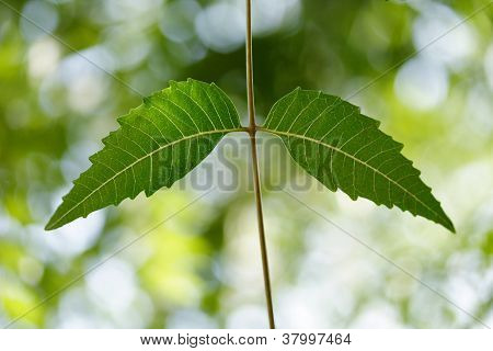 Neem Leaves-azadirachta Indica