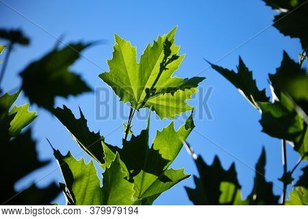 Fresh Green Leaves Of Plane Tree Against Summer Blue Sky. Selective Focus Foliage. Latin Name , Plat