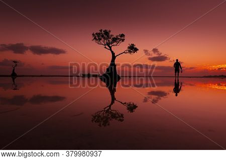 The Dancing Tree With Sunset In Indonesia "sumba"