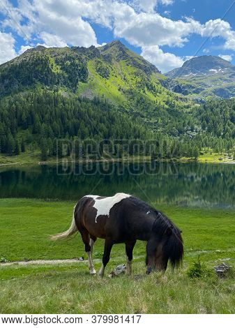 The Horse On The Pasture, Duisitzkarsee Lake, Austria.the Duisitzkarsee Is Probably One Of The Most 