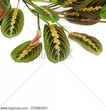 Maranta leuconeura erythroneura on a white background. Tropical leaves