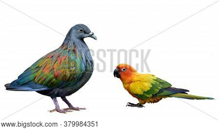 Sun Cornure And Nicobar Pigoen, Beautiful Exotic Birds In Natural Feathers Profile And Isolated On W