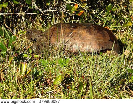 A Large Gopher Tortoise In The Florida Grass