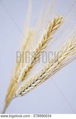 Yellow Ears Of Rye On A White Background. Ripening Prickly Ears Of Rye.