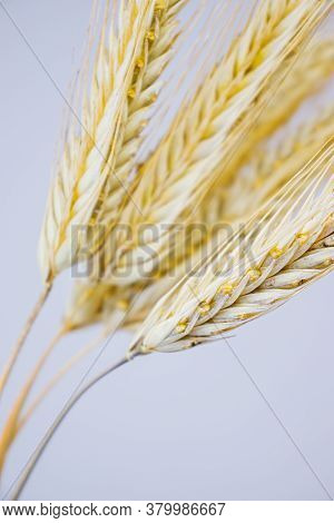 Yellow Ears Of Rye On A White Background. Ripening Prickly Ears Of Rye.