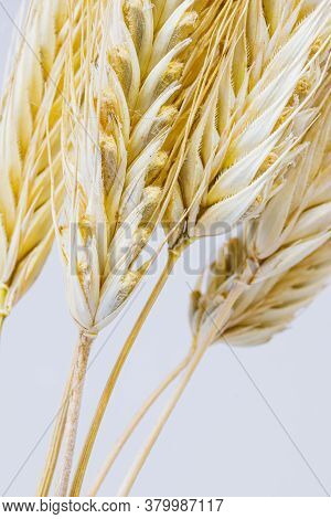 Yellow Ears Of Rye On A White Background. Ripening Prickly Ears Of Rye.