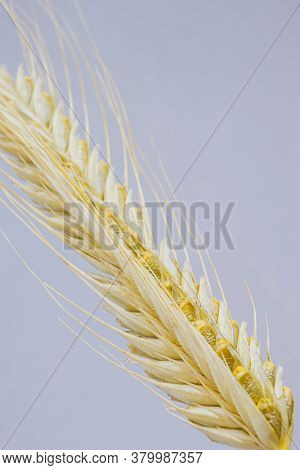 Yellow Ears Of Rye On A White Background. Ripening Prickly Ears Of Rye.