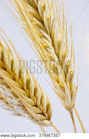 Yellow Ears Of Rye On A White Background. Ripening Prickly Ears Of Rye.