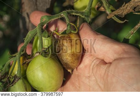 Part Of A Human Palm  Holding A Bunch Of Tomatoes. One Of The Tomatoes Is Affected By Late Blight. T