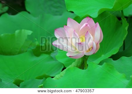 Lotus