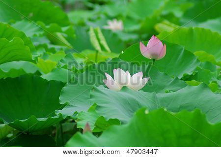 Lotus