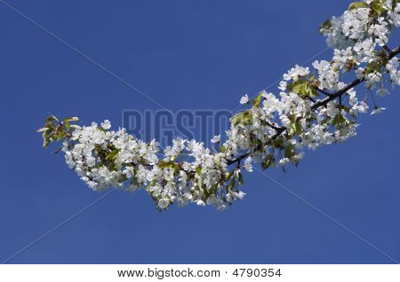 in Blüte