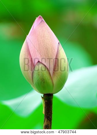 Lotus