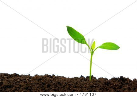 Green Plant