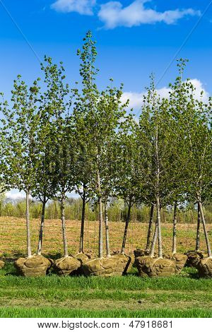 Planting Trees