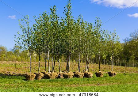 Planting Trees