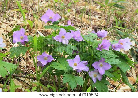 Glaucidium Palmatum