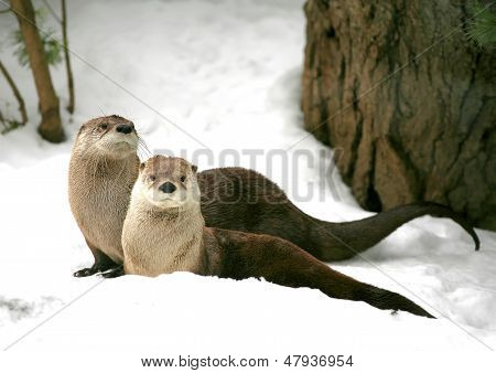 Otter