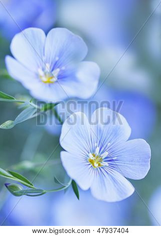 Flores de linho azuis