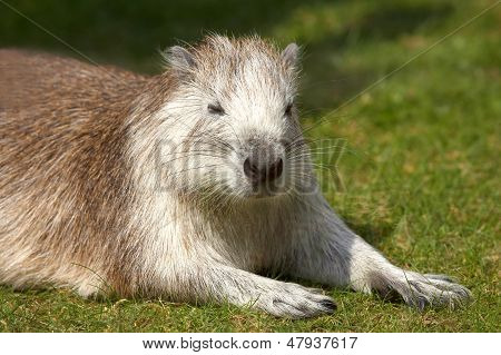 Rodent