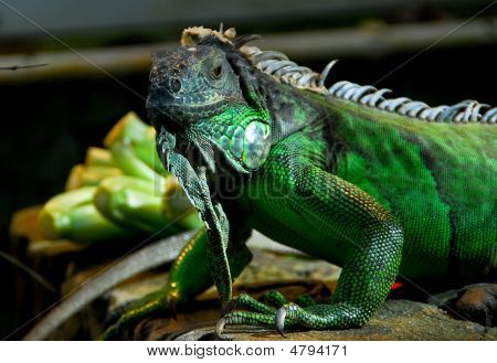 Grøn leguan