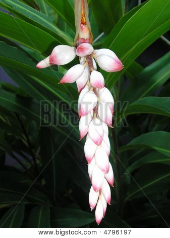 Blomst