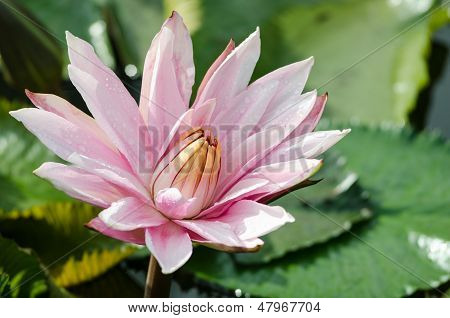 Fiore di loto rosa