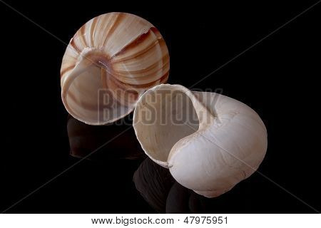 Snigel skal