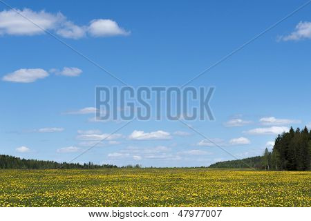gul mælkebøtte