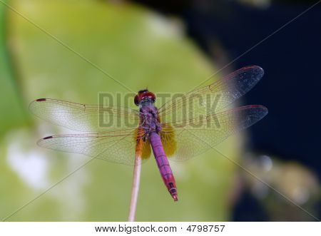 Glass Wings