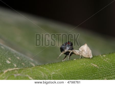 Spider