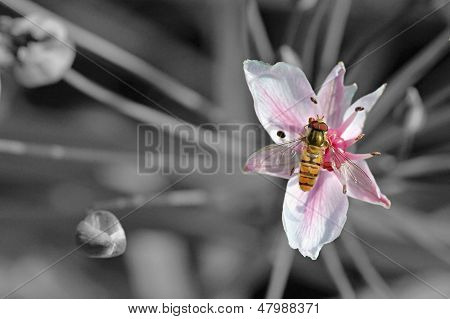 Biene auf bunte Blumen im Sommer