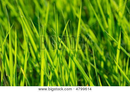 Gras