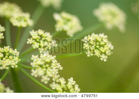 Fenchel-Blume im Feld