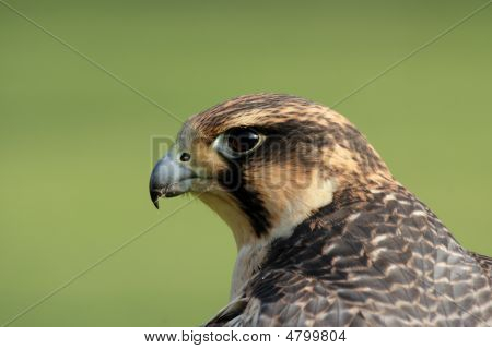 Falco Pellegrino (falco Peregrinus)